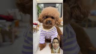 Doggi suka mandi shorts dog poodle pets [upl. by Oranneg]