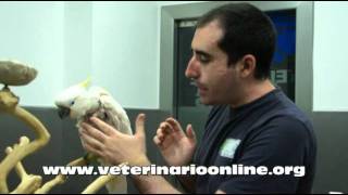 Como tratar el picaje en Aves  Veterinario Online [upl. by Raven]