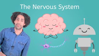 The Nervous System  Life Science for Kids [upl. by Balbinder359]