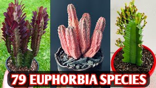 79 Euphorbia Species  Euphorbia Plant Varieties  Euphorbia plant types  Plant and Planting [upl. by Drummond259]