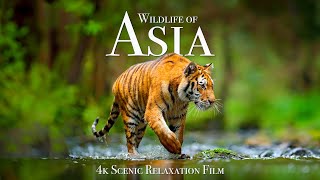 Wildlife of Asia 4K  Scenic Animal Film With Inspiring Music [upl. by Miranda644]