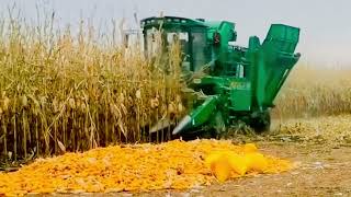 Maize🌽 harvesting ytvideo ytfeed trending maizefarm viral [upl. by Alsworth]