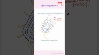 Learn to draw bacterial cell diagram l Easy diagram [upl. by Notnef216]