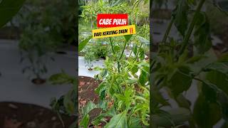 CABE RAWIT PULIH DARI KERITING DAUN‼️pertanian petanicaberawit gardening farming agriculture [upl. by Nikita518]