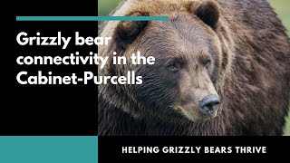 Reconnecting grizzly bears in the Transborder CabinetPurcell region [upl. by Epstein]