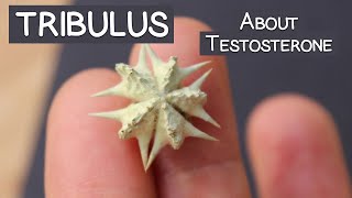 Tribulus Terrestris Review Does It Increase quotTquot [upl. by Knowles]