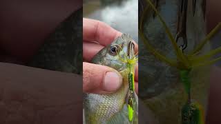 Small Panfish 1 of 2 next to the interstate [upl. by Dnyletak863]