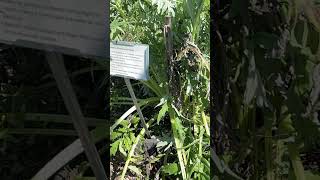 Cardoon Cynara Cardanculus [upl. by Britt]