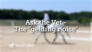 Ask the Vet  The quotgelding noisequot [upl. by Eener]