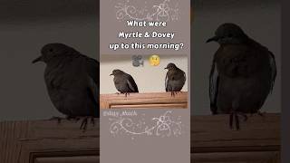 ❤️ Dove Time Wednesday Morning With Myrtle amp Dovey doves pigeon birds birdlovers cutebirds [upl. by Derfliw391]