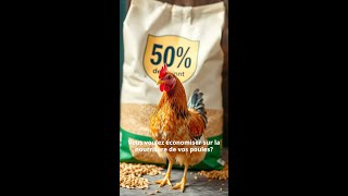 Comment Économiser sur la Nourriture des Poules [upl. by Ajroj579]