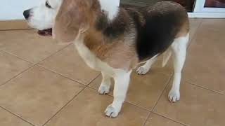 beagle epilepsy Lafora disease 22 04 2011 [upl. by Tybi236]