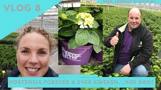 vlog 8 Hortensia Forever amp Ever kwekerij Jonkers [upl. by Yelrah592]