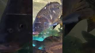 Рыба  425 shorts Аквариум Fish Aquarium 魚 मछली 물고기 سمكة Fisch Poisson Pez Pescare Peixe Балық Ikan [upl. by Yssirk52]