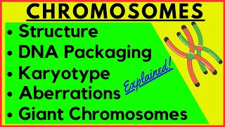 Chromosome Structure Function Karyotype  DNA packaging coiling Polytene Lampbrush Giant Chromosome [upl. by Taam]