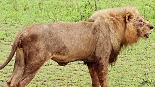 Mbiri Male Lion Shaka Roaring with Lioness  29 December 2023 [upl. by Acinonrev26]