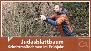 Judasblattbaum Lebkuchenbaum schneiden – Frühjahrsschnitt [upl. by Gnuhc]