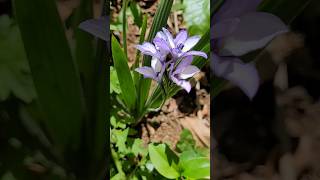 🤩💜 Babiana ou Flor de Veludo babiana flordeveludo primavera achado floreslindas [upl. by Lrig792]