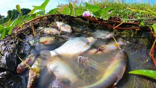 LisY Fisherman  find amp catch a lot of fish under grass in mud at rice field by best hand fisherman [upl. by Meurer97]