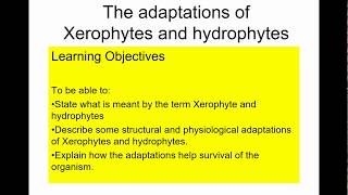 A level Biology Xerophytes and hydrophytes [upl. by Berrie]