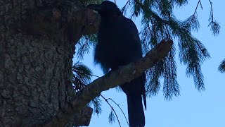 Raven sounds from coniferous forest [upl. by Pendleton371]