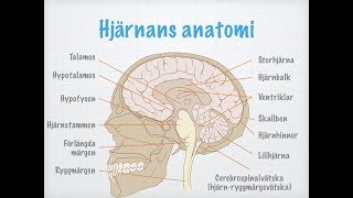 Centrala nervsystemets uppbyggnad och funktion [upl. by Ailisec]