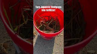 Turning Japanese Knotgrass into Fertilizer [upl. by Hamlet]