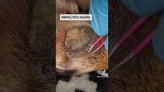 IMPACTED HAIRSDOG PAW [upl. by Daniel]