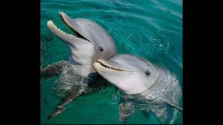 Learn All About Dolphins A Fun Video for Kids [upl. by Nahseez]