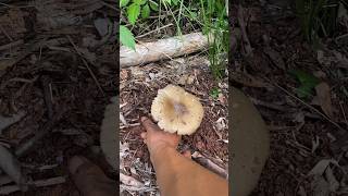 Harvest Seasonal Mushroom Dig farming amazing fruit viral viralvideo farmlife wildlife [upl. by Regine487]