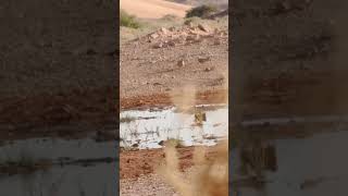 Sandgrouse hunting hunting viralvideo huntting sandgrouse [upl. by Gearard361]