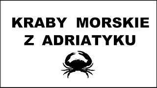 Kraby morskie z Adriatyku Akwarium amp Akwarystyka [upl. by Yadnus]