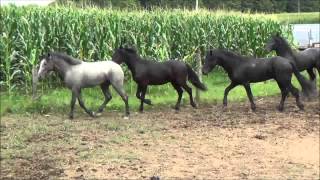 2013 American Draft Pony Stallions amp Geldings Friesian Crosses At Liberty in Pasture [upl. by Nalon]