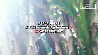 Abaca Plantation at Indonesia WA 6285299711782 [upl. by Nathanial]