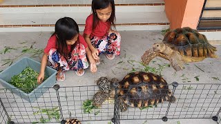 Memberi Makan Kura Kura Darat Jumbo [upl. by Lewiss]