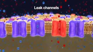 Neurophysiology Resting Membrane Potential 2014 YouTube [upl. by Ecyak]