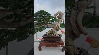 Part 27 Road To Aspac 2024 Ranting Bosman PBBI Gianyar Bali bonsai bonsaitree bonsaiindonesia [upl. by Eiram]