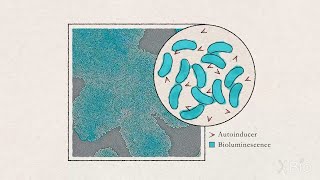 Quorum sensing in Gram negative and Gram positive bacteria [upl. by Anirbas]