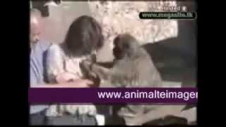 Animales chistosos animalteimagenesblogspotcom [upl. by Flinn667]