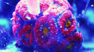 Acanthastrea eating Goldpods  Coral timelapse [upl. by Hiroko]