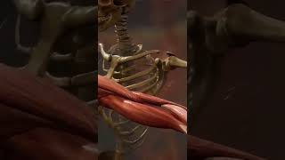 human anatomy and physiologyshortvideo [upl. by Scholz]