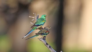 Australian parrots in the wild [upl. by Goran]