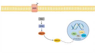 Ras Raf MEK ERK Signaling Pathway  Overview Regulation and Role in Pathology [upl. by Yeh]