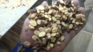 مجرشة الفول طاقة انتاجية 5 طنالساعة Splitting Faba Bean [upl. by Ob]