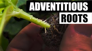 Adventitious Roots Explained  Garden Quickie Episode 53 [upl. by Regina430]