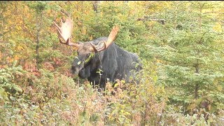 Chasse à lorignal à la pourvoirie Baronnie de Kamouraska [upl. by Janka460]