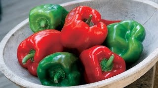 How to make chile hybrids [upl. by Kelwen]