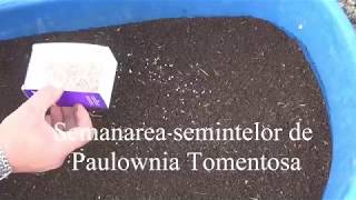 Semanarea semintelor de Paulownia Tomentosa  Planting Paulownia seeds  Green House [upl. by Eruot963]