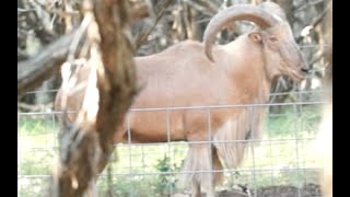 Texas Aoudad Bow Hunt Free Range [upl. by Jehoash532]