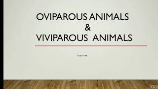 OVIPAROUS ANIMALS amp VIVIPAROUS ANIMALS II STUDY TIME [upl. by Anirb]